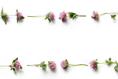 Clover On White Background