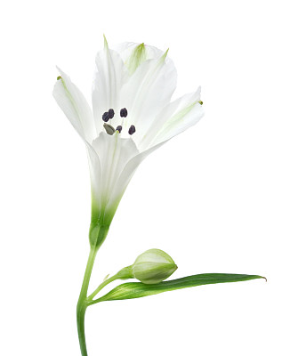 Alstroemeria.