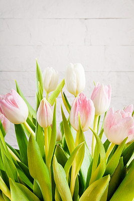 bouquet of tulips on a light background