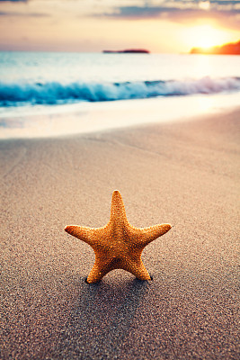 Starfish On The Beach At Sunrise预览效果