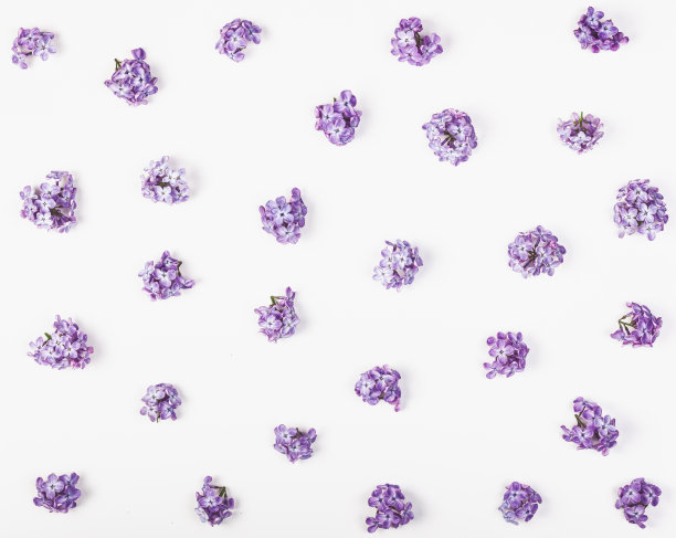 Floral pattern made of spring violet lilac flowers isolated on white background. Flat lay. Top view.