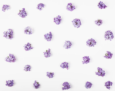 Floral pattern made of spring violet lilac flowers isolated on white background. Flat lay. Top view.