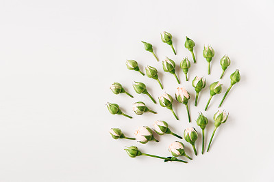 Flowers composition.Small roses with buds and green leaves.Flat lay, top view, copy space.White background.