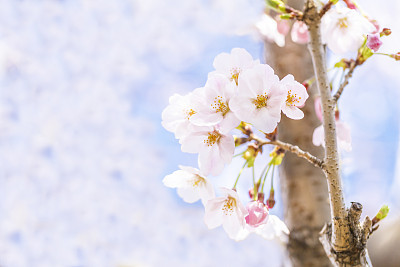 Cherry Blossoms
