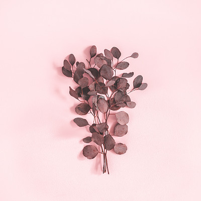 Red eucalyptus leaves on pastel pink background. Flat lay, top view