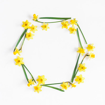Flowers composition. Narcissus flowers on white background. Flat lay, top view, square, copy space