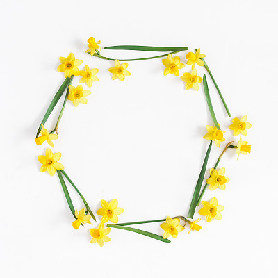Flowers composition. Narcissus flowers on white background. Flat lay, top view, square, copy space