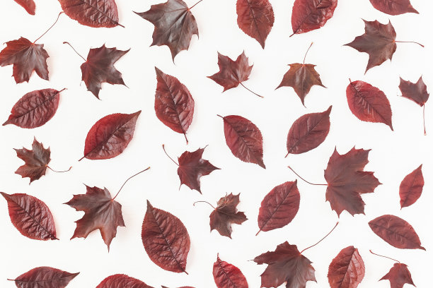 Pattern made of autumn red leaves. Flat lay, top view