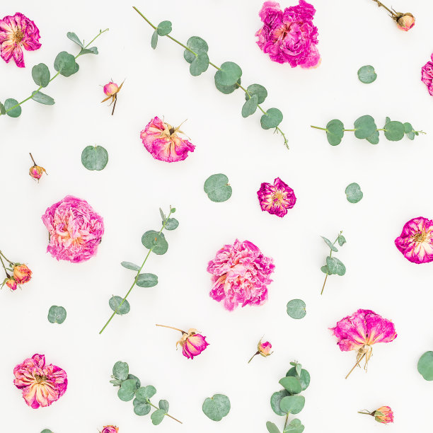 Floral pattern of pink roses and eucalyptus branches isolated on white background. Flat lay, top view