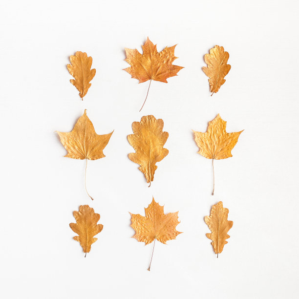 Autumn golden maple tree leaves. Flat lay, top view