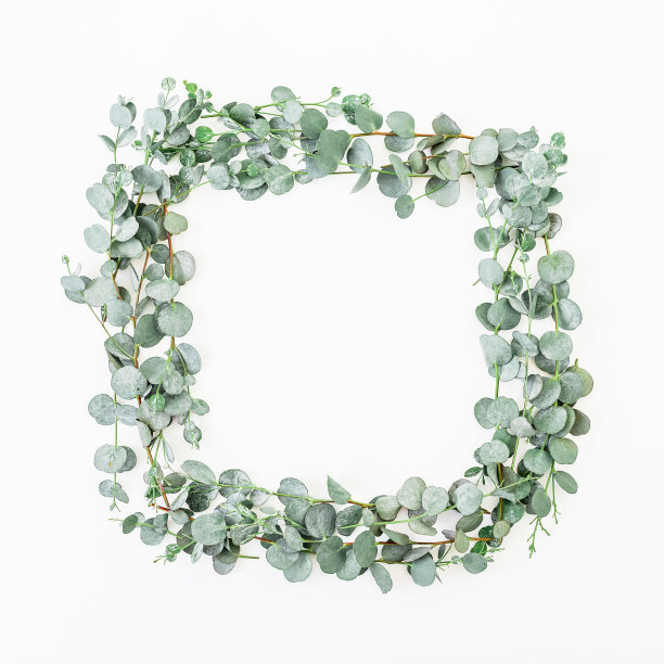 Floral quadratic frame made of eucalyptus isolated on white background. Flat lay, top view