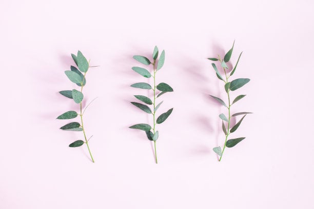 Pattern made of eucalyptus branches. Flat lay, top view
