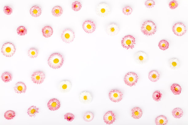 frame made of garden daisy flowers isolated on white background with copy space for your text. flat lay, top view. beauty, wedding, Mothers day or Womens day composition