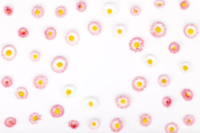frame made of garden daisy flowers isolated on white background with copy space for your text. flat lay, top view. beauty, wedding, Mothers day or Womens day composition