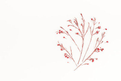 Tree made of autumn red flowers. Flat lay, top view