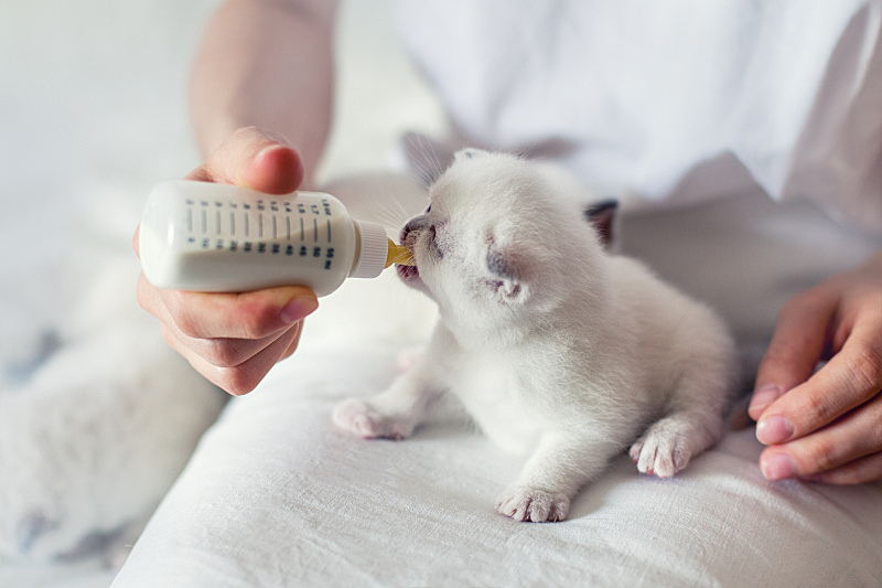 小猫身体 小猫身体图片 小猫身体素材下载 稿定素材