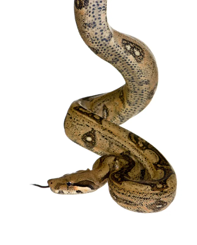 蟒蛇 蟒蛇图片 蟒蛇素材下载 稿定素材