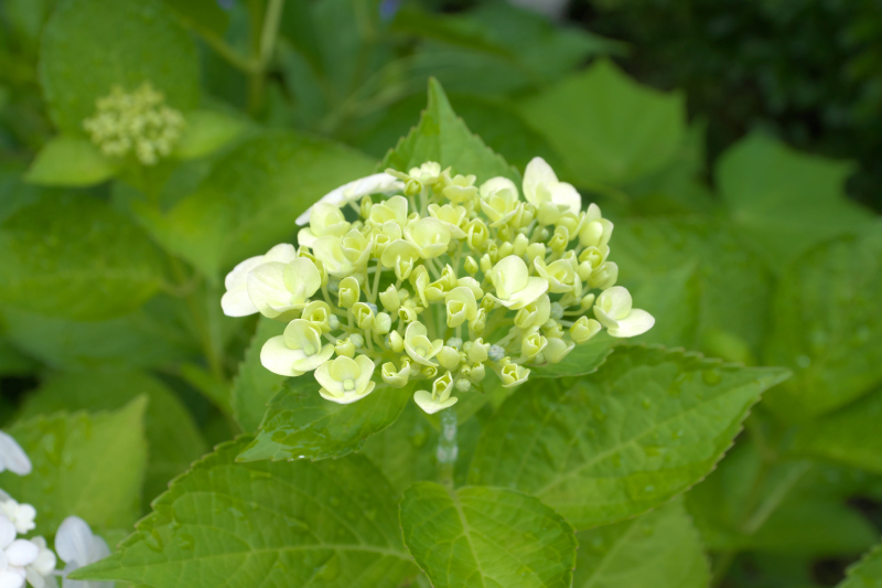 雨,自然美,早晨,修改系列,八仙花属,自然,水,美,水平画幅,无人预览效果