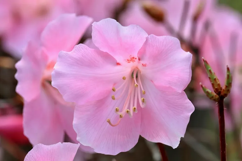 桃色花 桃色花图片 桃色花素材下载 稿定素材