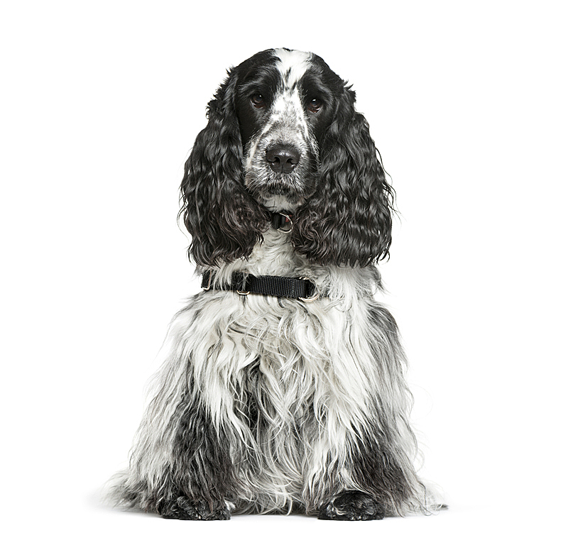 英国小猎犬 白色背景 英格兰 比利时 动物主题 纯种犬 背景分离 灰色 肖像 狗图片素材下载 稿定素材