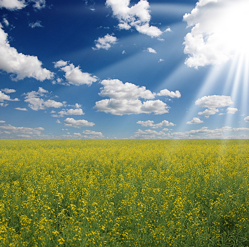 天空,蓝色,黄色,油菜花,田地,气候,水平画幅,无人,夏天,户外