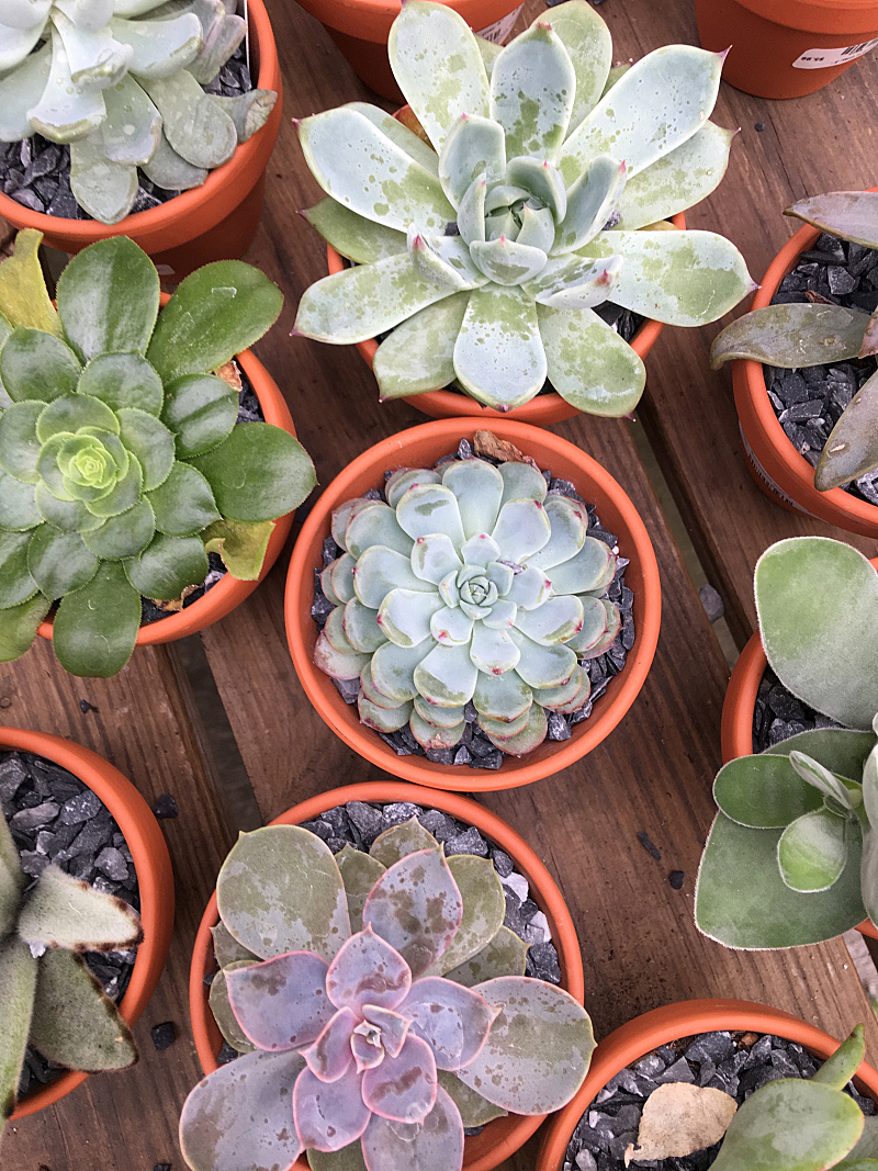 小的 多肉植物 水平画幅 无人 园艺 石莲花 户外 景天属植物 特写图片素材下载 稿定素材