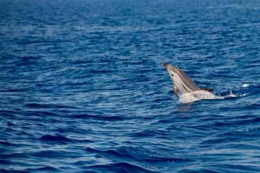 海豚,深蓝色的大海,水平画幅,无人,大西洋群岛,水下,野外动物,夏天,大西洋白脊豚,哺乳纲