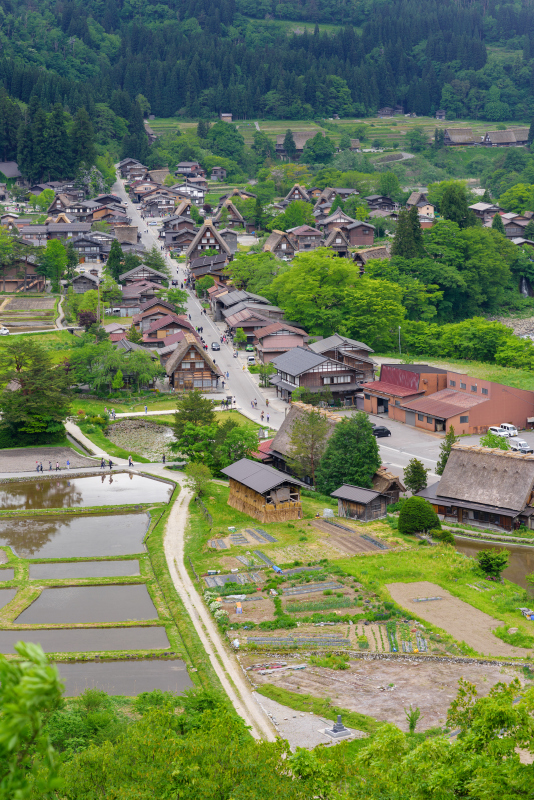 世界遗产,乡村,垂直画幅,茅屋屋顶,传统,古老的,旅行者,夏天,户外,岐阜县预览效果