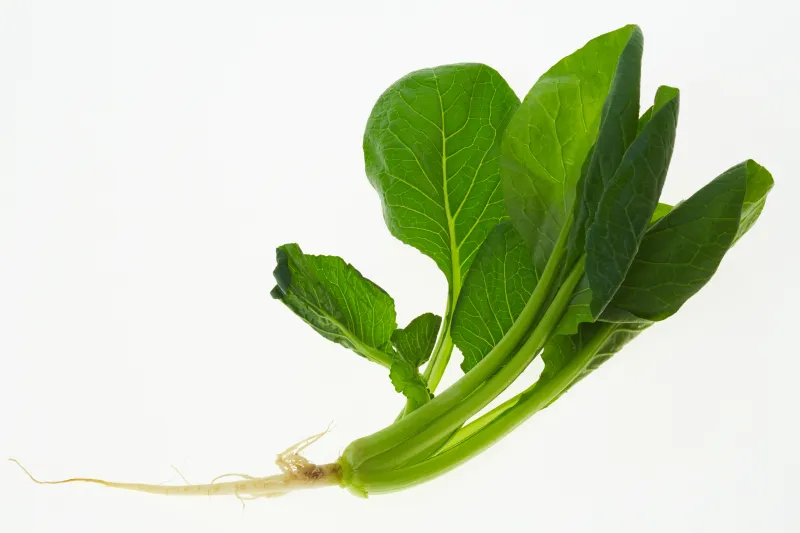 小松菜菠菜 小松菜菠菜图片 小松菜菠菜素材下载 稿定素材