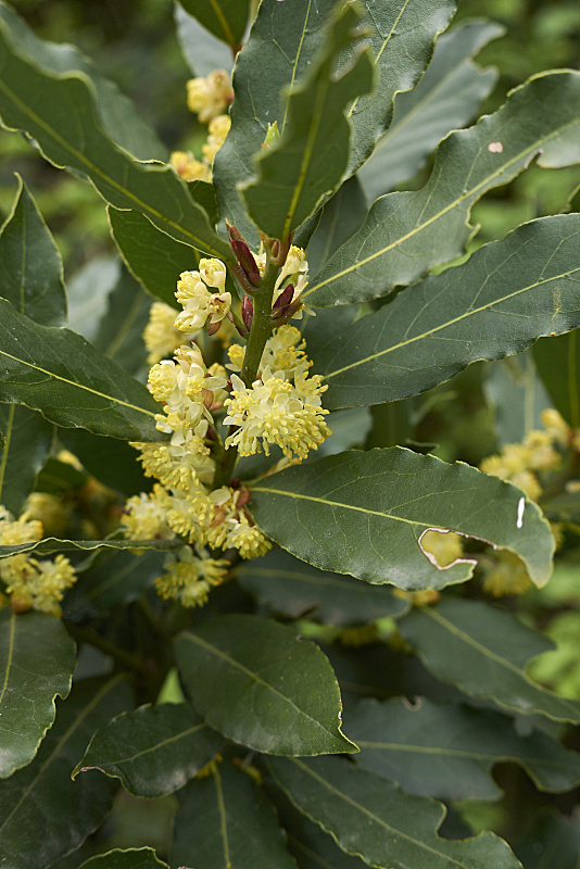 月桂树 月桂树图片 月桂树素材下载 稿定素材