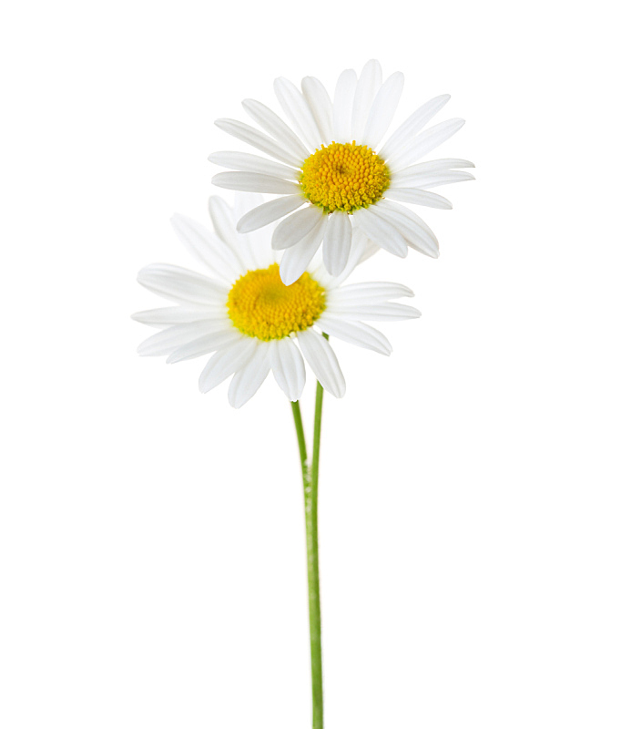 甘菊 白色背景 分离着色 春白菊花 垂直画幅 美 留白 芳香的 无人 甘菊花图片素材下载 稿定素材
