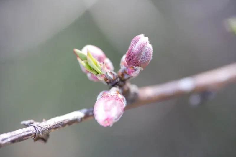 桃色花 桃色花图片 桃色花素材下载 稿定素材