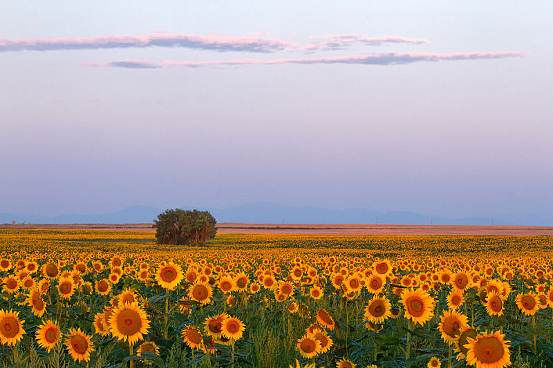 田地,科罗拉多州,向日葵,前山脉,自然,水平画幅,无人,色彩鲜艳,户外,自然美