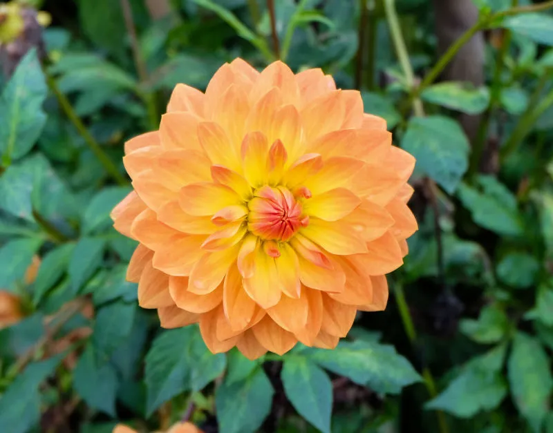 桃色花 桃色花图片 桃色花素材下载 稿定素材 桃色花 桃色花图片 桃色花素材下载 稿定素材
