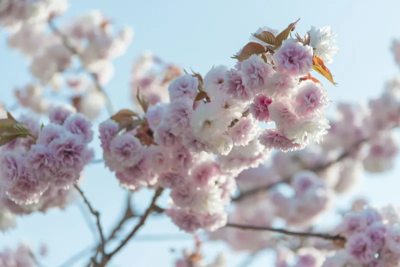 桃色花 桃色花图片 桃色花素材下载 稿定素材