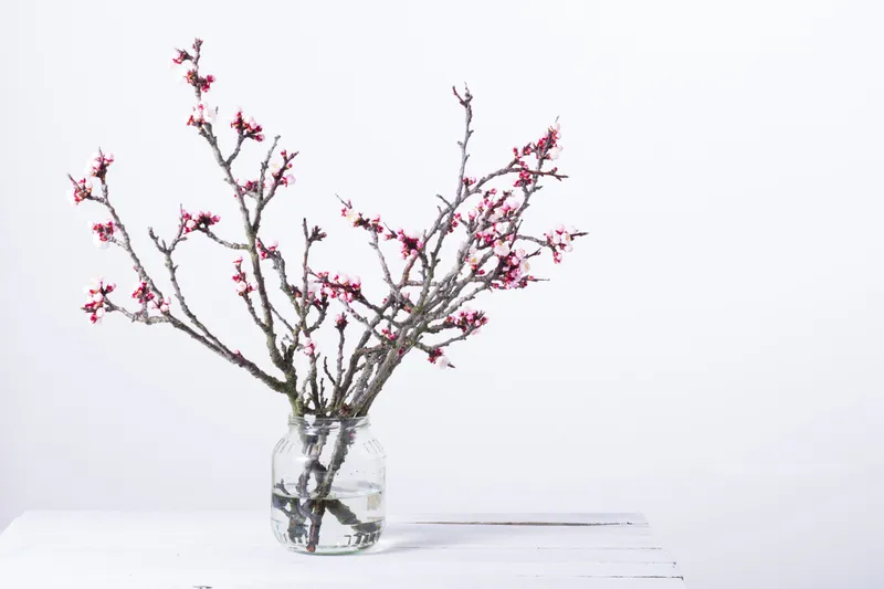 桃树 桃花 花蕾 嫩枝 花瓶 小别墅 枝 广口瓶 温带的花 留白图片素材下载 稿定素材 桃树 桃花 花蕾 嫩枝 花瓶 小别墅 枝 广口瓶 温带的花 留白图片素材下载 稿定素材