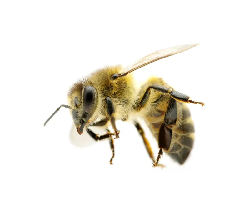 蜜蜂 白色 黄色 两翼昆虫 背景分离 图像 翅膀 蜂蜜 动物身体部位 昆虫图片素材下载 稿定素材 蜜蜂 白色 黄色 两翼昆虫 背景分离 图像 翅膀 蜂蜜 动物身体部位 昆虫图片素材下载 稿定素材