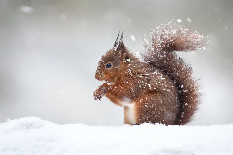 冬天 红松鼠 松鼠 野生动物 雪 动物 可爱的 英国 坚果 大风雪图片素材下载 稿定素材