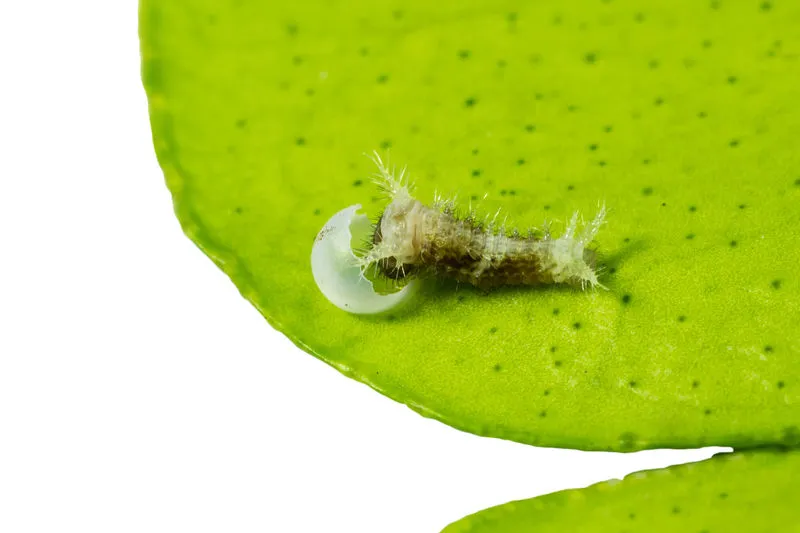 毛虫绿色 毛虫绿色图片 毛虫绿色素材下载 稿定素材