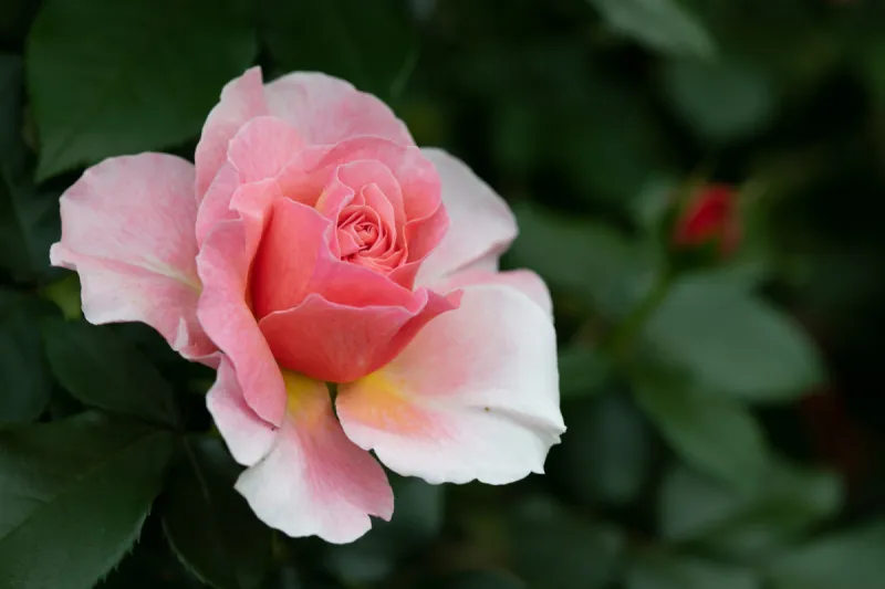 桃色花 桃色花图片 桃色花素材下载 稿定素材 桃色花 桃色花图片 桃色花素材下载 稿定素材