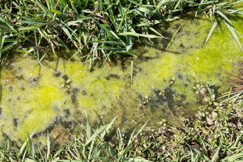 浮游植物藻类 浮游植物藻类图片 浮游植物藻类素材下载 稿定素材