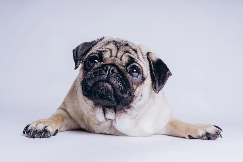 狗 纯种犬 可爱的 巴哥犬 郁金香 垂直画幅 美 褐色 无人 爪子图片素材下载 稿定素材 狗 纯种犬 可爱的 巴哥犬 郁金香 垂直画幅 美 褐色 无人 爪子图片素材下载 稿定素材