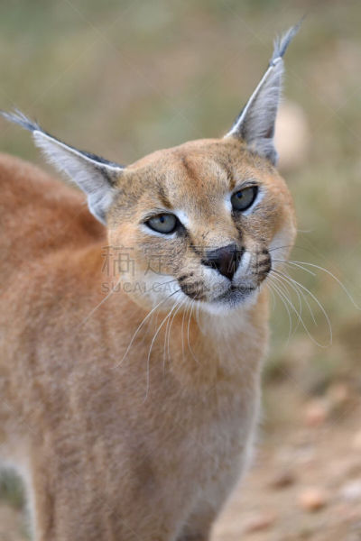 狞獾,纳米比亚,美洲狮,山猫,非洲野驴,野猫,穗,自然,垂直画幅,野生动物