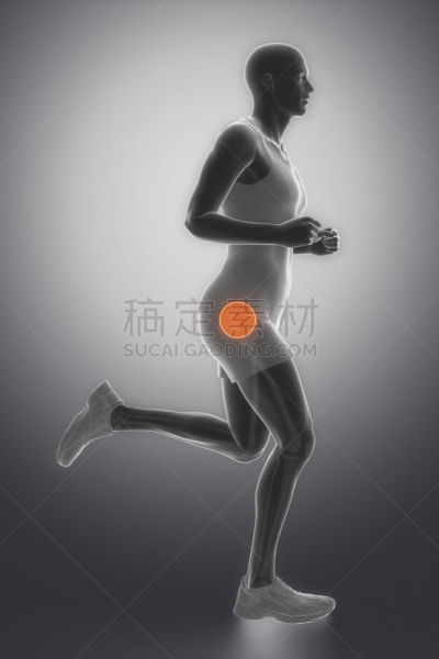 臀,焦点,垂直画幅,身体受伤,韧带,股骨,努力,关节炎,骨盆,骨质疏松症