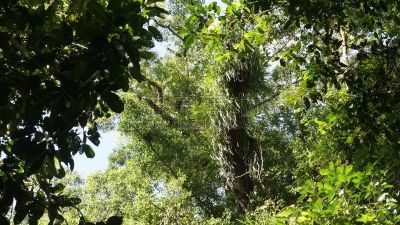 雨林,沙巴州,婆罗洲岛,达浓谷地,生物学,热,热带气候,环境,环境保护,枝繁叶茂