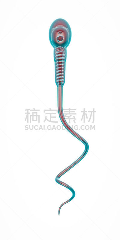 精子,概念,垂直画幅,细胞核,形状,父母,性主题,科学,生物学,大规模的放大