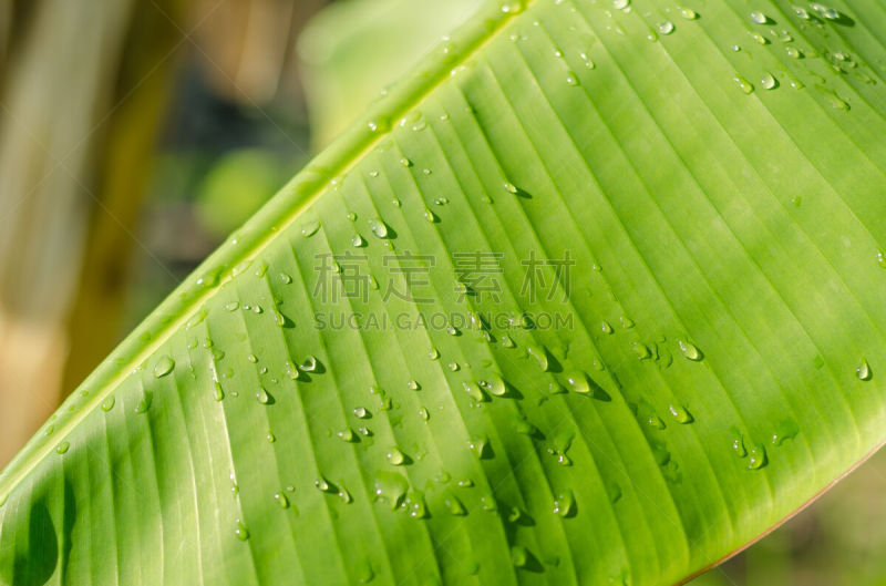 雨滴,香蕉叶,水平画幅,枝繁叶茂,无人,湿,纯净,户外,特写,植物