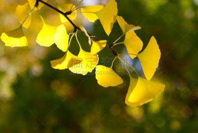 银杏,枝,自然,图像聚焦技术,选择对焦,水平画幅,绿色,秋天,无人,嫩枝