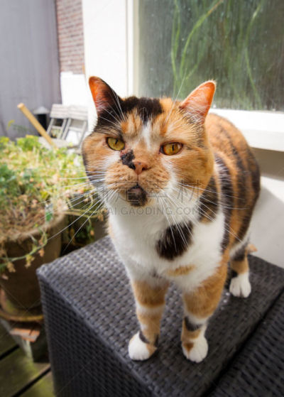 好奇心,花斑家猫,力克斯兔,玳瑁纹,玳瑁猫,英国长毛猫,短毛猫,可爱的,肖像,生闷气的