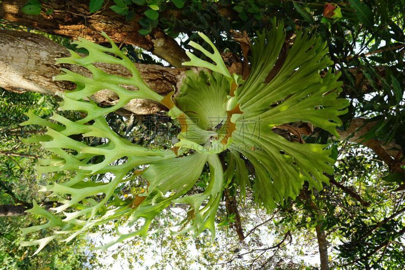 叶子,二歧鹿角蕨,鹿角蕨,甘草蕨,deer fern,水龙骨科,弗雷泽岛,根状茎状植物,附生植物,蕨类